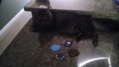 Star Citizen Patches, Cat for Scale.